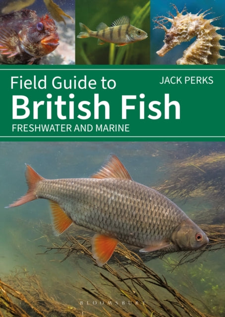 Field Guide to British Fish : Freshwater and Marine - 9781399412254
