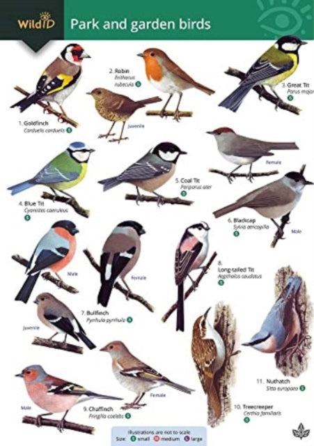 Park and garden birds - 9781908819659