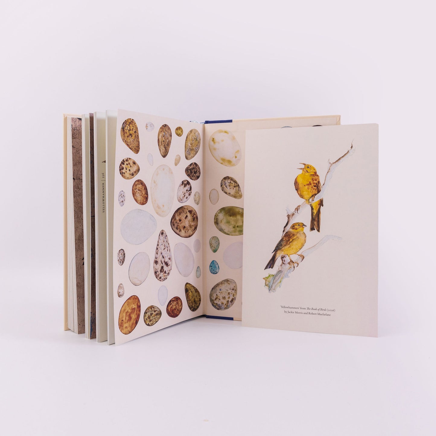 Pre-Order for 7th May 2026: Signed Indie Exclusive copy of The Book of Birds by Jackie Morris and Robert Macfarlane