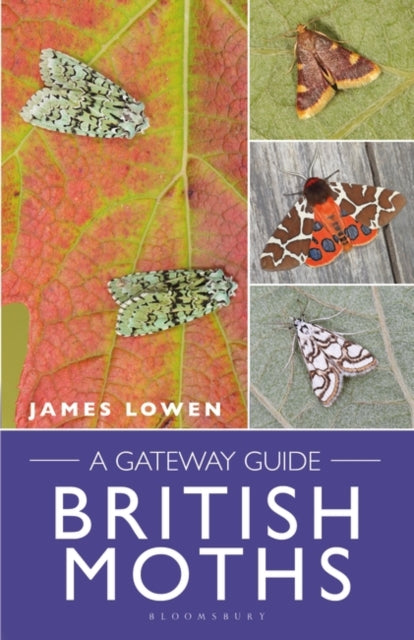British Moths : A Gateway Guide-9781472987389
